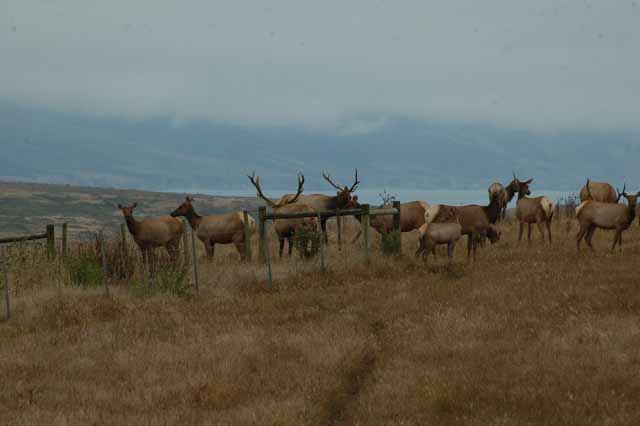 tule elk